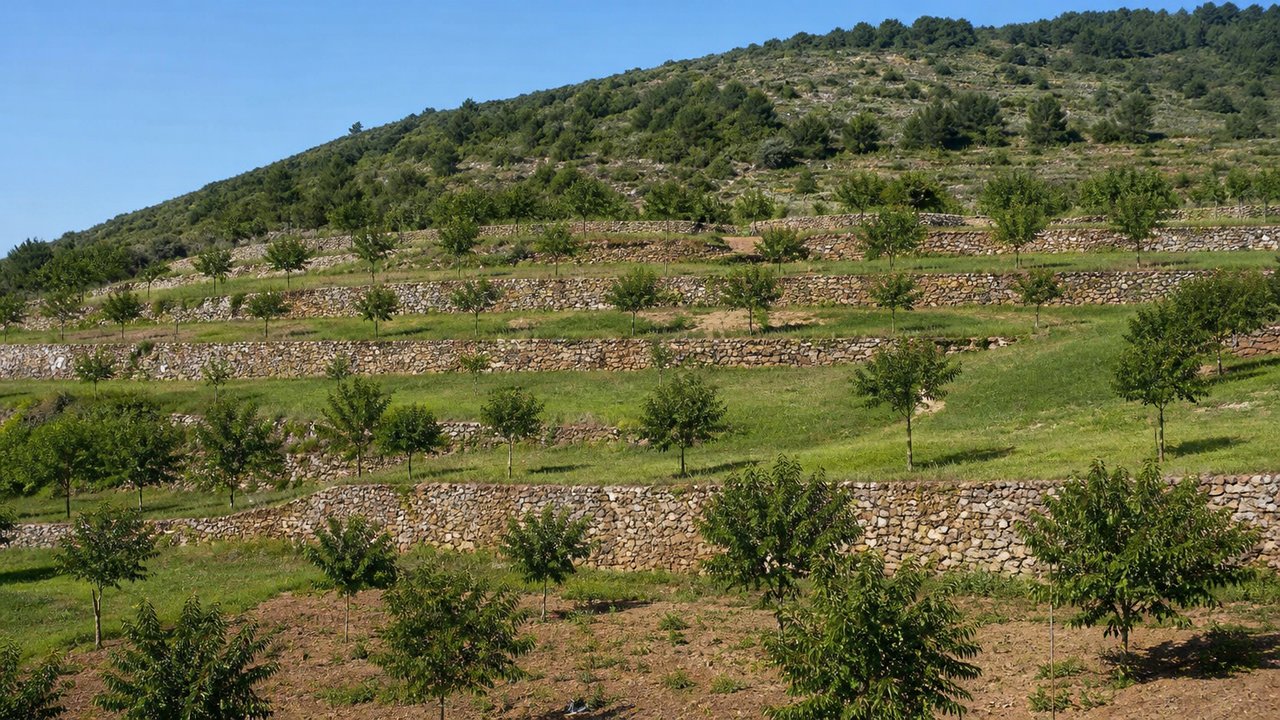 Taş duvarlarla teraslanmış yamaçta meyve fidanları